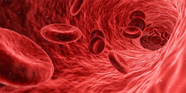 Rdeče krvničke